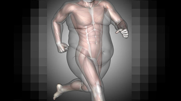 Body Weight and Body Fat Percentage